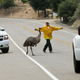 Dangerous crossing. (Reuters/Mike Blake)